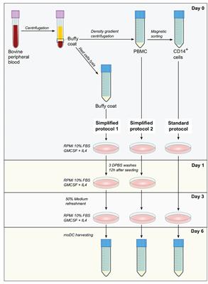 Simplified Approaches for the Production of Monocyte-Derived Dendritic Cells and Study of Antigen Presentation in Bovine